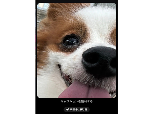 J~Ƃ̂Úc